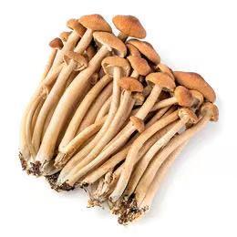 茶树菇1斤（1包） 商品图0