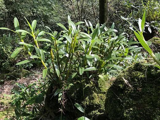 添合泰铁皮石斛 商品图3