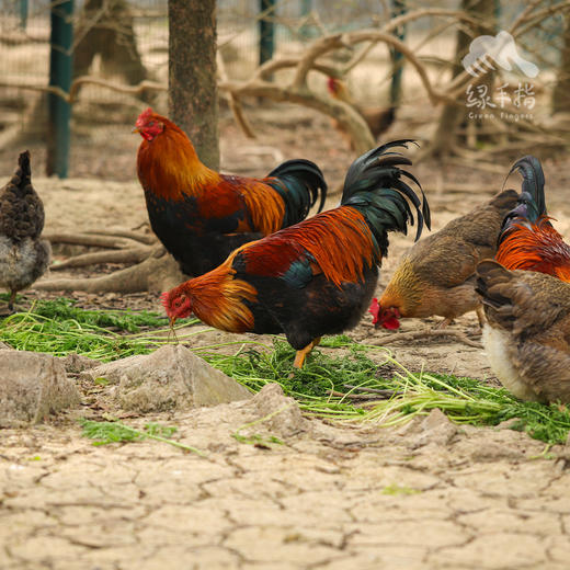 生态清远鸡阉鸡 | 绿家自产* Eco-Chicken | Self-production 商品图2