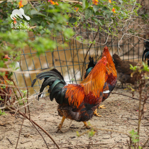 生态清远鸡阉鸡 | 绿家自产* Eco-Chicken | Self-production 商品图3