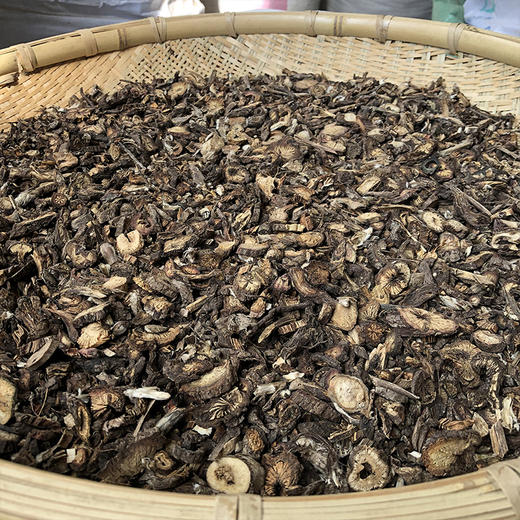 白头翁 商品图2