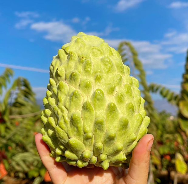 牛奶凤梨释迦果│山人优选，香甜多汁，纯甜党必入，型如佛头，水果界的冰淇淋~