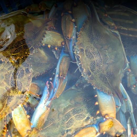 咖喱螃蟹 商品图2