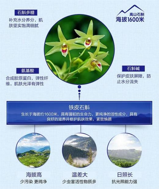 添合泰铁皮石斛 商品图4