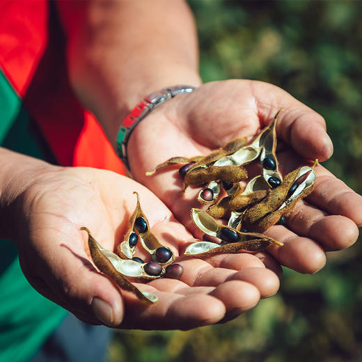 *物元农场新粮有机红豆绿豆笨大豆黑豆东北五谷粗杂粮豆打豆浆专用豆 可发芽 商品图4