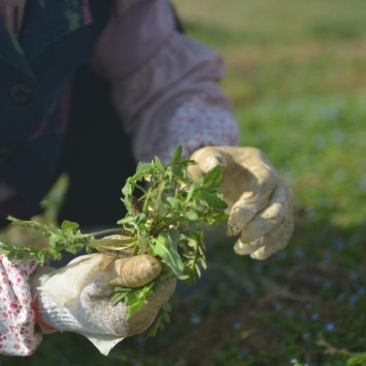有机樱桃林下野生荠菜 2斤 商品图2