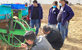 大葱移栽什么时间比较好？间距多少合适？