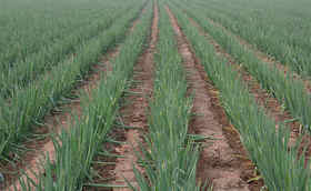 春季种葱有哪些推荐品种