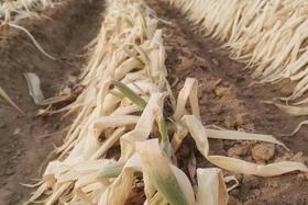 大葱发生冻害还能挽留吗？大葱冻害以后如何处理？