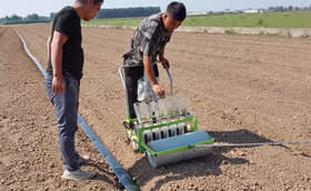 大葱育苗现在可以播种吗？苗床播种有哪些注意事项？