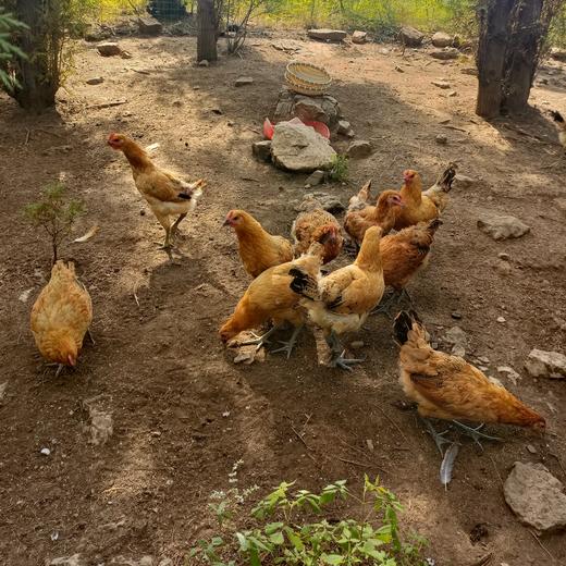 有机鸡蛋，山林散养有机认证，28项药残未检出，顺丰发货 商品图6