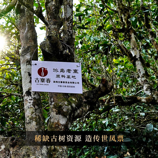 【古票—凤票】【单饼装】横跨五年冰岛老寨完美融合，仅内部茶友专享 商品图4