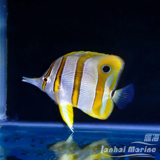 三间火箭（除垃圾葵） 商品图1