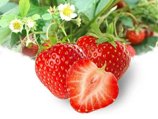草莓 商品图0
