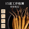 【正宗同仁堂品牌】北京同仁堂 冬虫夏草 虫草-24/12g 礼盒SY 商品缩略图8