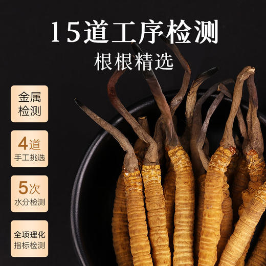 【正宗同仁堂品牌】北京同仁堂 冬虫夏草 虫草-24/12g 礼盒SY 商品图8