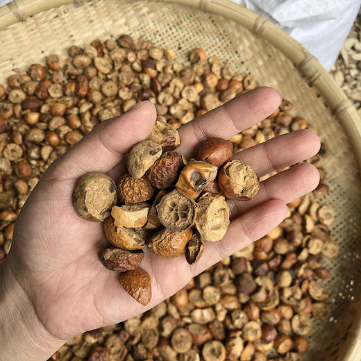 川楝子 金铃子 商品图3