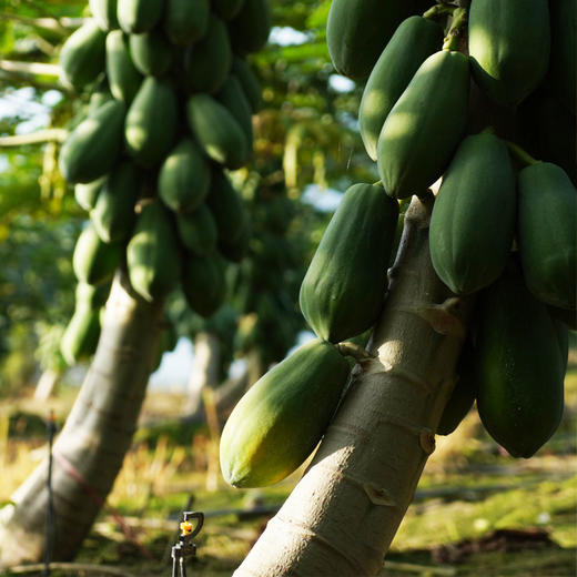 三亚红心牛奶木瓜 商品图11