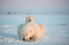 北极熊 商品缩略图0