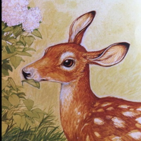 白尾鹿的花丛大冒险