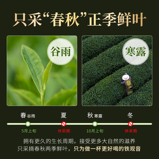 凤山 FS986 铁观音 浓香型炭焙 罐装500g 商品图7