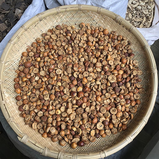 川楝子 金铃子 商品图4