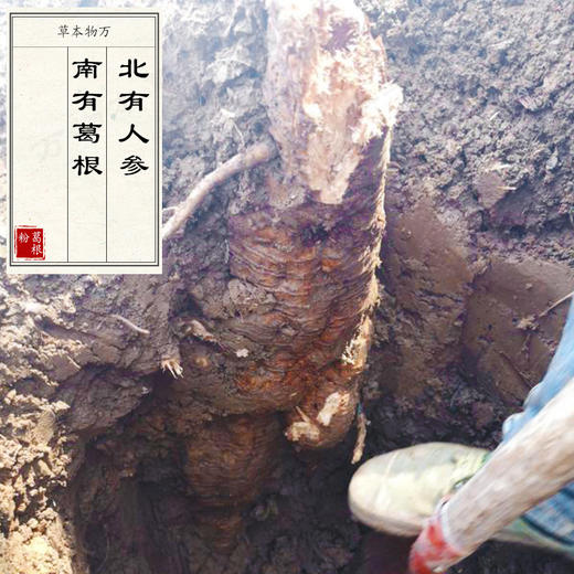 万物本草野生纯葛根粉 天然补品山人参 禅食代餐粉 商品图1