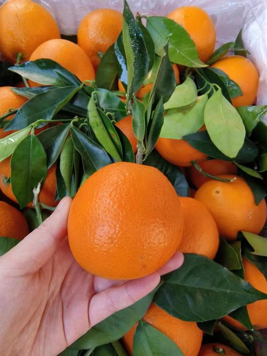 XZG-云南伦晚鲜橙  5斤+-0.05/份～35元 商品图1