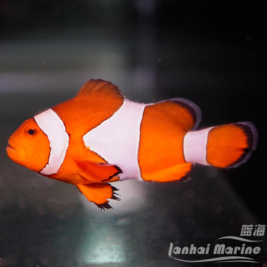 巴东公子小丑 商品图2