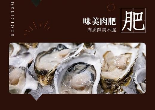 好事连连（生蚝8个） 商品图2