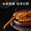 【正宗同仁堂品牌】北京同仁堂 冬虫夏草 虫草-24/12g 礼盒SY 商品缩略图5