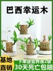 【特殊商品/请提前看售后须知】包成活巴西木水养幸运木开花绿植室内盆栽水培植物格鲁特小树人四季带芽 商品缩略图1