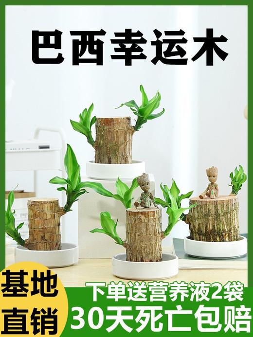【特殊商品/请提前看售后须知】包成活巴西木水养幸运木开花绿植室内盆栽水培植物格鲁特小树人四季带芽 商品图1