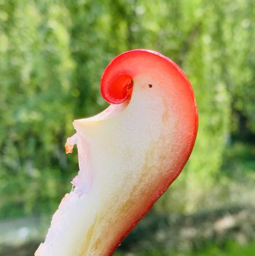 海南空运南鹿一号莲雾  | 高级水果，果子饱满圆润，硕大喜人，肉质酥脆嫩，水灵灵的还有嚼劲，重点是超甜，目前为止 最甜的莲雾，太让人兴奋了！ 商品图4