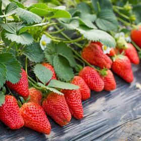 牛奶草莓 2盒/份 约1kg