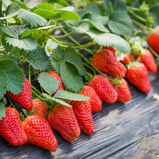 牛奶草莓 2盒/份 约1kg 商品图0