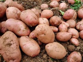 有机红/黄皮土豆