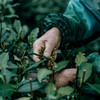 自然造物西湖龙井高端茶叶礼盒桐木盒绿茶春茶送礼明前特级 商品缩略图3