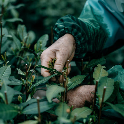自然造物西湖龙井高端茶叶礼盒桐木盒绿茶春茶送礼明前特级 商品图3
