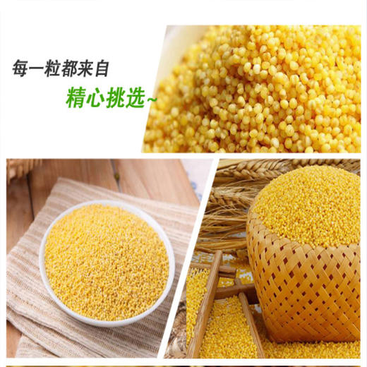 有机小米 420g*3袋 商品图2