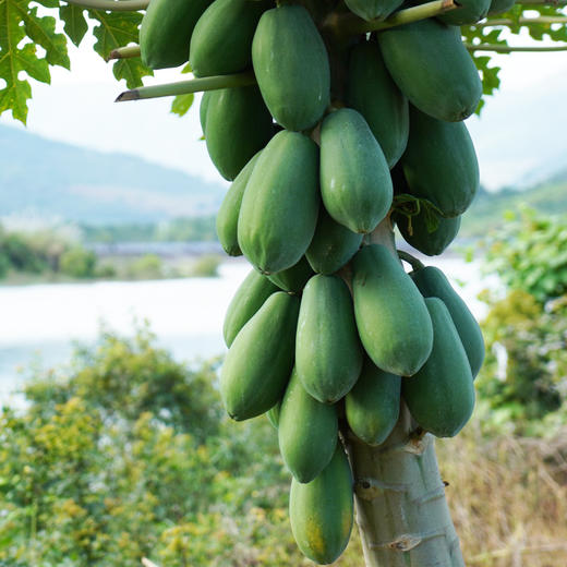 三亚红心牛奶木瓜 商品图8