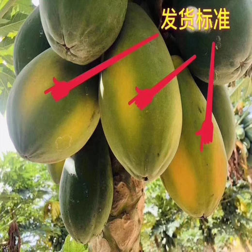 三亚红心牛奶木瓜 商品图9