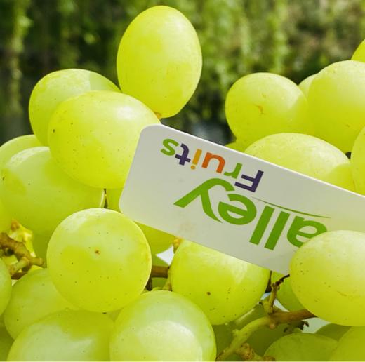 澳洲空运秋天酥  |  高级青提，皮薄甜心脆，牙齿一碰就爆炸，清新甜蜜蜜，没来得及洗就咔嚓嚓！ 商品图5