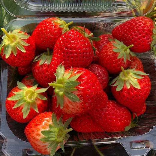 牛奶草莓 2盒/份 约1kg 商品图2