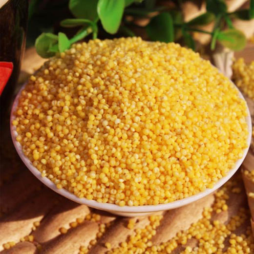 有机小米 420g*3袋 商品图0