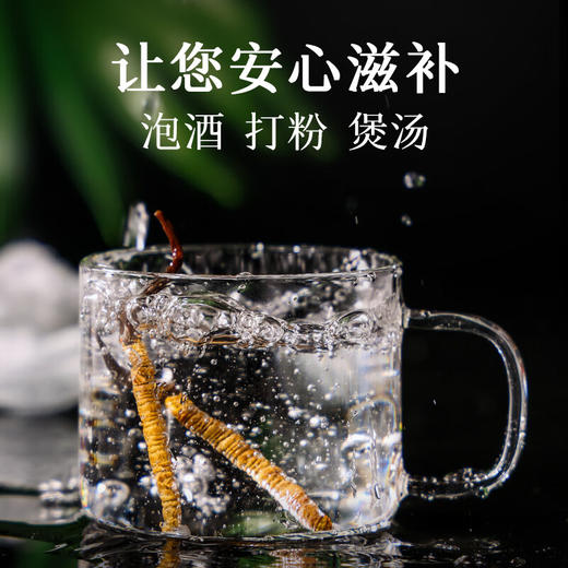 【正宗同仁堂品牌】北京同仁堂 冬虫夏草 虫草-24/12g 礼盒SY 商品图6