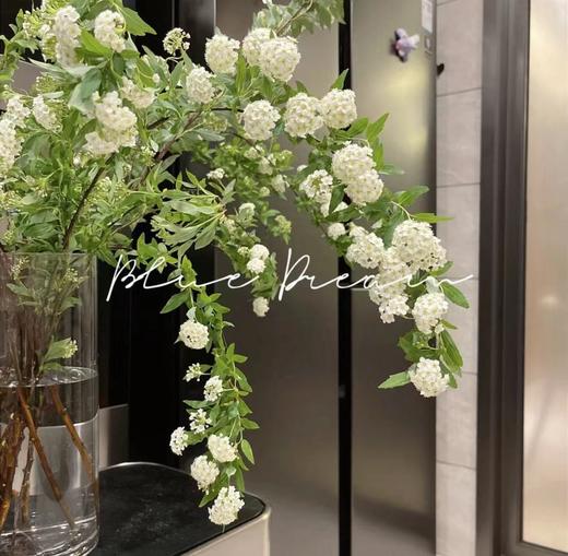 【单瓣小手球】一束约4-5支/份 商品图6