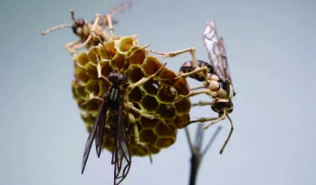 竹子做的昆虫 商品图0