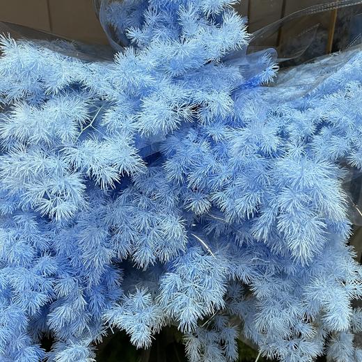 国产花材-【永生蓬莱松】 商品图8