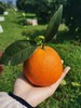 山之彩甜橙纽荷尔脐橙水果绿色食品A级古蔺 商品缩略图1